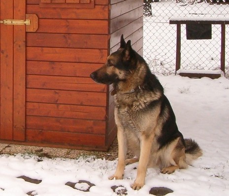 foto di un pastore tedesco se ne sta sedulto seduto nella neve accanto al suo box di legno